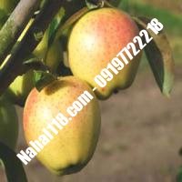 نهال سیب ژنوتیپ تضمینی | 09120398417 دکتر احمد حسینی | خرید نهال سیب ژنوتیپ تضمینی | فروش نهال سیب ژنوتیپ تضمینی | قیمت نهال سیب ژنوتیپ تضمینی