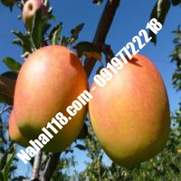 نهال سیب m7 تضمینی | 09120398417 دکتر احمد حسینی | خرید نهال سیب m7 تضمینی | فروش نهال سیب m7 تضمینی | قیمت نهال سیب m7 تضمینی