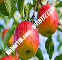 نهال سیب قندک تضمینی | ۰۹۱۲۰۳۹۸۴۱۷  دکتر احمد حسینی | خرید نهال سیب قندک تضمینی | فروش نهال سیب قندک تضمینی | قیمت نهال سیب قندک تضمینی