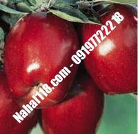 نهال سیب لبنان قرمز تضمینی | ۰۹۱۲۰۳۹۸۴۱۷  دکتر احمد حسینی | خرید نهال سیب لبنان قرمز تضمینی | فروش نهال سیب لبنان قرمز تضمینی | قیمت نهال سیب لبنان قرمز تضمینی