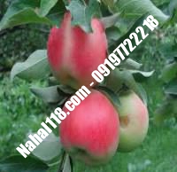 نهال سیب گلاب کهنز تضمینی | ۰۹۱۲۰۳۹۸۴۱۷  دکتر احمد حسینی | خرید نهال سیب گلاب کهنز تضمینی | فروش نهال سیب گلاب کهنز تضمینی | قیمت نهال سیب گلاب کهنز تضمینی