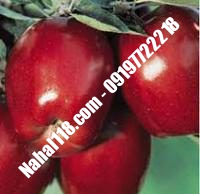 نهال سیب زنور تضمینی | ۰۹۱۲۰۳۹۸۴۱۷  دکتر احمد حسینی | خرید نهال سیب زنور تضمینی | فروش نهال سیب زنور تضمینی | قیمت نهال سیب زنور تضمینی