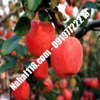 نهال سیب توسرخ تضمینی | 09120398417 دکتر احمد حسینی | خرید نهال سیب توسرخ تضمینی | فروش نهال سیب توسرخ تضمینی | قیمت نهال سیب توسرخ تضمینی