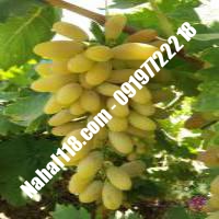 نهال انگور تضمینی | 09120398417 دکتر احمد حسینی | خرید نهال انگور تضمینی | فروش نهال انگور تضمینی | قیمت نهال انگور تضمینی