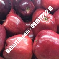 نهال سیب تضمینی | 09120398417  دکتر احمد حسینی | خرید نهال سیب تضمینی | فروش نهال سیب تضمینی | قیمت نهال سیب تضمینی