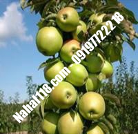 نهال سیب گالا تضمینی | ۰۹۱۲۰۳۹۸۴۱۷  دکتر احمد حسینی | خرید نهال سیب گالا تضمینی | فروش نهال سیب گالا تضمینی | قیمت نهال سیب گالا تضمینی