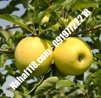 نهال سیب اصلاح شده تضمینی | ۰۹۱۲۰۳۹۸۴۱۷  دکتر احمد حسینی | خرید نهال سیب اصلاح شده تضمینی | فروش نهال سیب اصلاح شده تضمینی | قیمت نهال سیب اصلاح شده تضمینی
