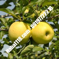 نهال سیب اصلاح شده تضمینی | 09120398417 دکتر احمد حسینی | خرید نهال سیب اصلاح شده تضمینی | فروش نهال سیب اصلاح شده تضمینی | قیمت نهال سیب اصلاح شده تضمینی