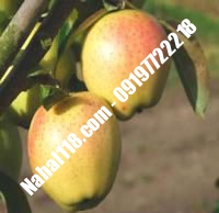 نهال سیب ژنوتیپ تضمینی | ۰۹۱۲۰۳۹۸۴۱۷  دکتر احمد حسینی | خرید نهال سیب ژنوتیپ تضمینی | فروش نهال سیب ژنوتیپ تضمینی | قیمت نهال سیب ژنوتیپ تضمینی
