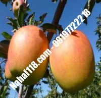نهال سیب m7 تضمینی | ۰۹۱۲۰۳۹۸۴۱۷  دکتر احمد حسینی | خرید نهال سیب m7 تضمینی | فروش نهال سیب m7 تضمینی | قیمت نهال سیب m7 تضمینی