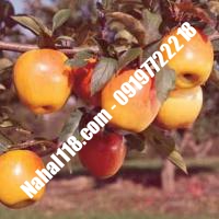 نهال سیب m111 تضمینی | 09120398417 دکتر احمد حسینی | خرید نهال سیب m111 تضمینی | فروش نهال سیب m111 تضمینی | قیمت نهال سیب m111 تضمینی