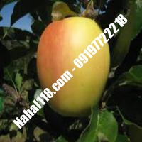 نهال سیب m109 تضمینی | 09120398417 دکتر احمد حسینی | خرید نهال سیب m109 تضمینی | فروش نهال سیب m109 تضمینی | قیمت نهال سیب m109 تضمینی